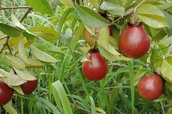 山茶油树（山茶油树的品种）