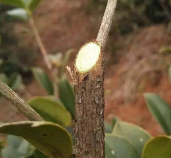 茶油树的种植技巧与方法