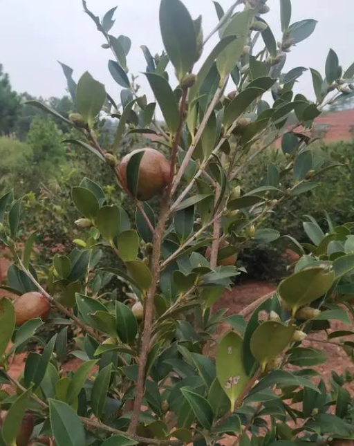 产茶油量高的茶树品种