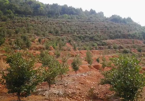 野茶油树种植技术