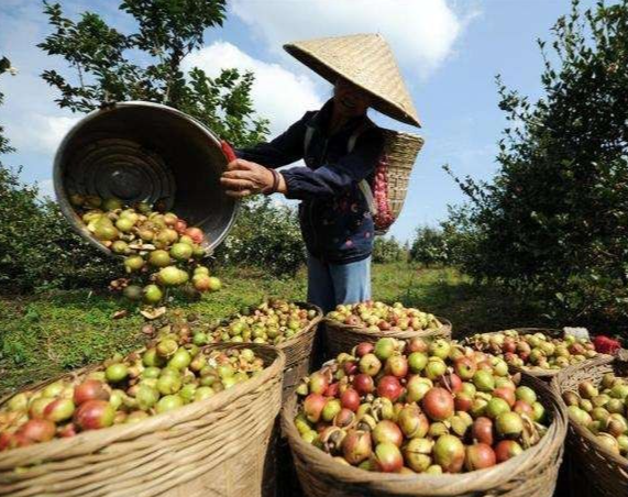 茶油树苗什么品种好的