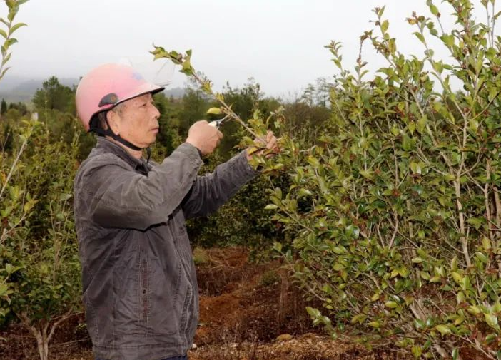 茶油树的种植栽培管理