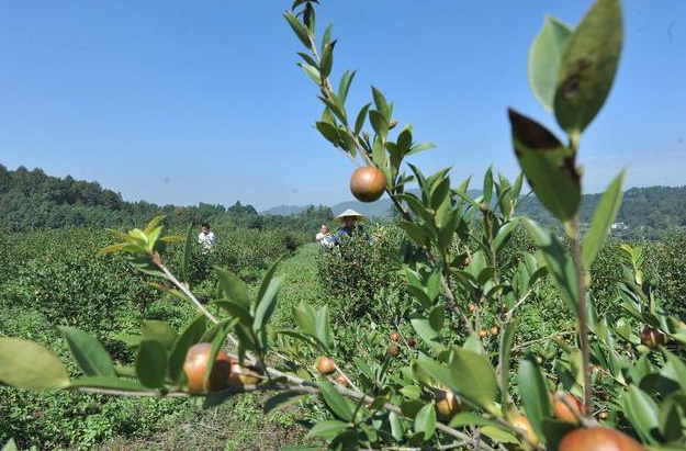 茶油种植的地区