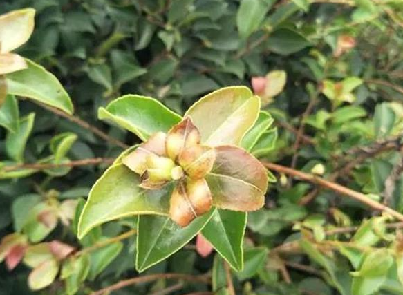 茶油树的种植栽培管理